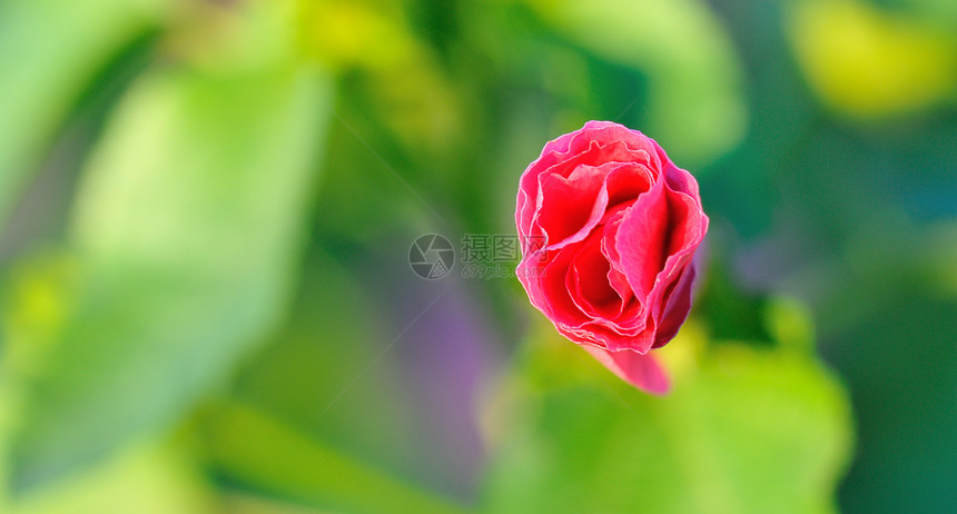 红玫瑰玫瑰绿色花园背景图片