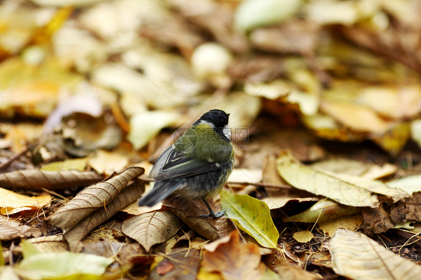 鸡尾鸟羽毛毛细血管黑帽树枝树桩鸣禽公园动物群后院蓝色图片