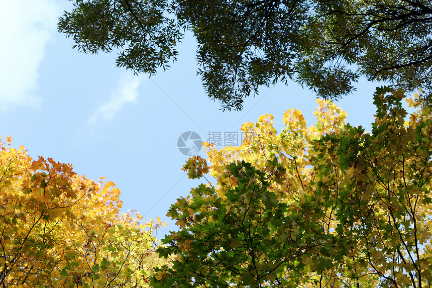 秋天的假期即将结束森林公园季节橙子墙纸金子宏观射线框架叶子图片