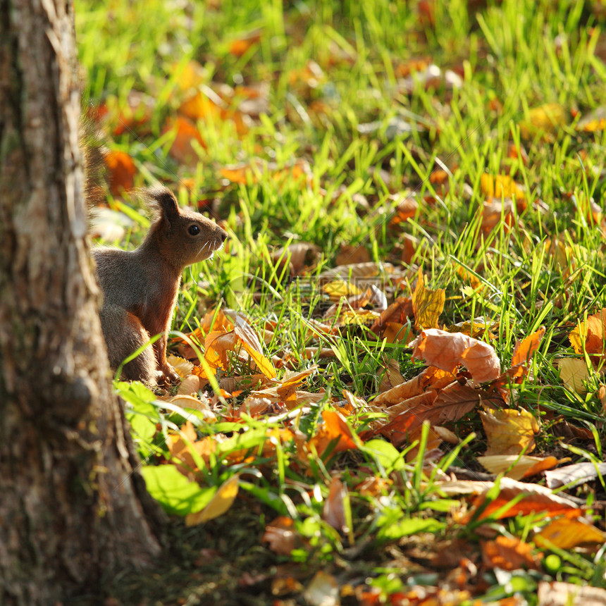 秋天森林中的松松鼠动物尾巴栗鼠荒野公园哺乳动物木头头发冒充毛皮图片