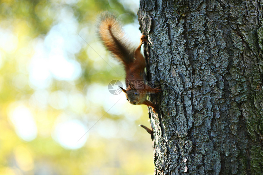 秋天森林中的松松鼠动物栗鼠哺乳动物头发眼睛荒野野生动物生物冒充木头图片