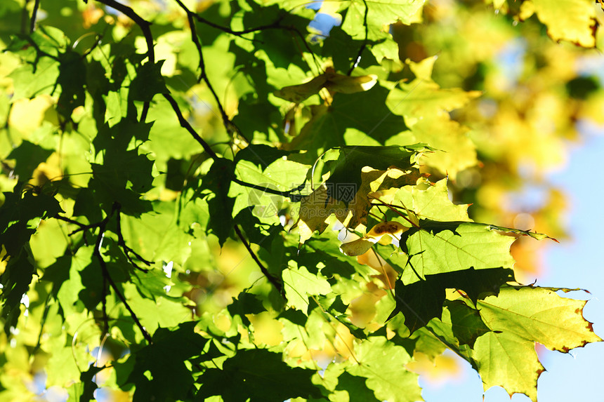 秋天的假期即将结束叶子场景金子森林墙纸橙子宏观射线框架季节图片
