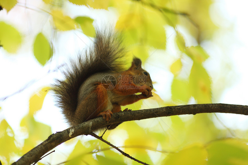 秋天森林中的松松鼠毛皮头发生物野生动物栗鼠冒充木头眼睛尾巴哺乳动物图片