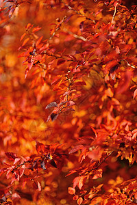 红秋叶叶子树叶太阳背景图片