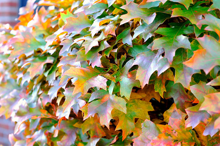 秋叶二背景图片