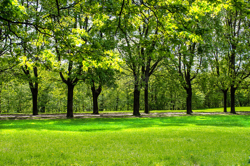 Vigeland公园的树木线图片