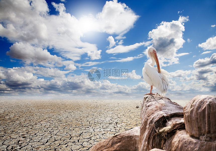 沙漠景观旅游生态旅游绿洲鸟类生活太阳日落植物场地野生动物图片