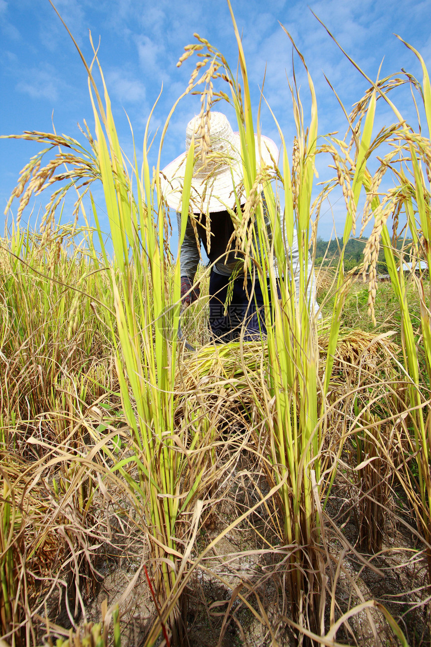 农民们有大米收成工人蓝色谷物农业农村种子天空农场镰刀图片