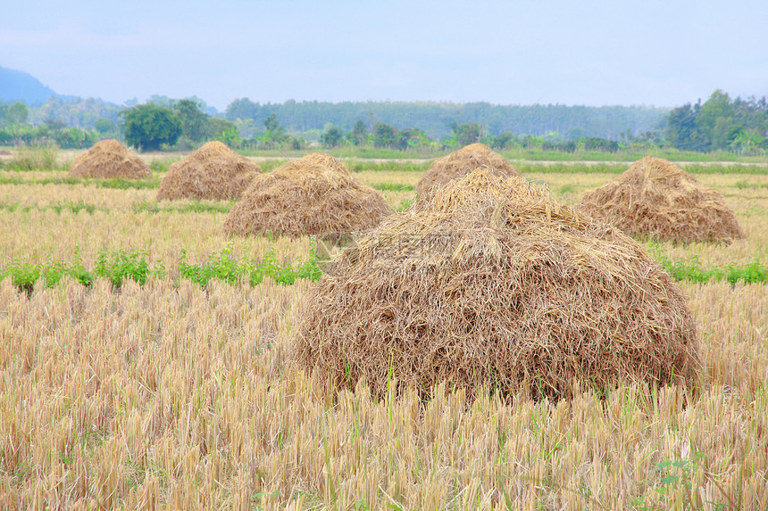 行堆肥稻草牧场风景农业团体草地绿色干草材料蓝色黄色图片