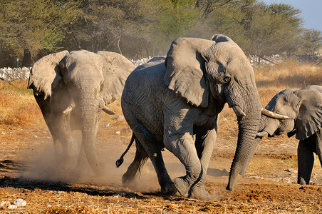 最大的陆生动物非洲象牙埃托沙国家公园高清图片