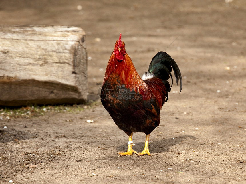 公鸡黄色红色母鸡生活男性农业乡村家禽食物流感图片