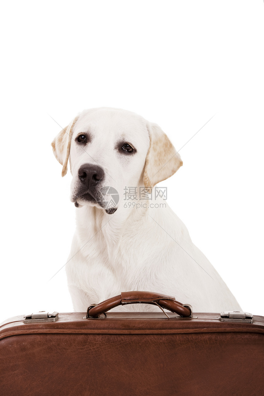 带手提箱的狗旅行血统犬类哺乳动物行李工作室案件猎犬乐趣宠物图片