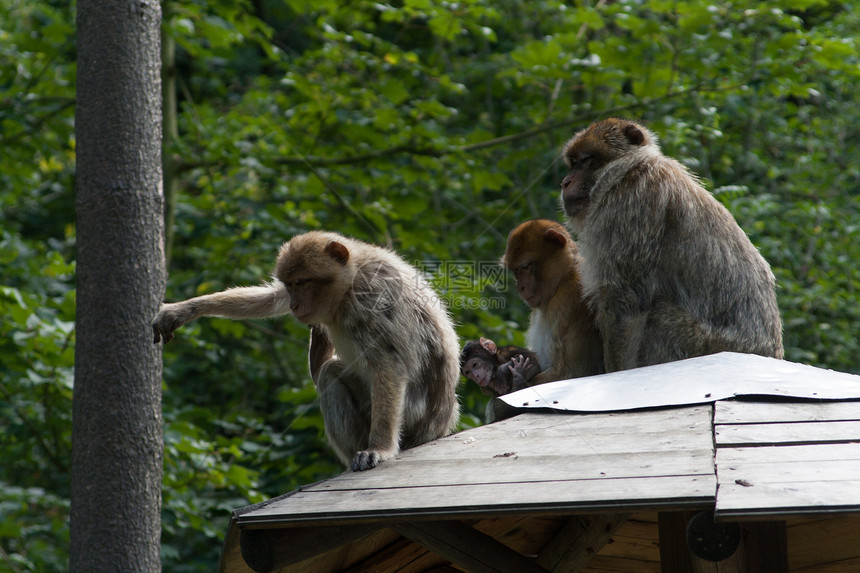 猴子猴类母亲树木孩子少年友谊女性野生动物猕猴生物家庭图片