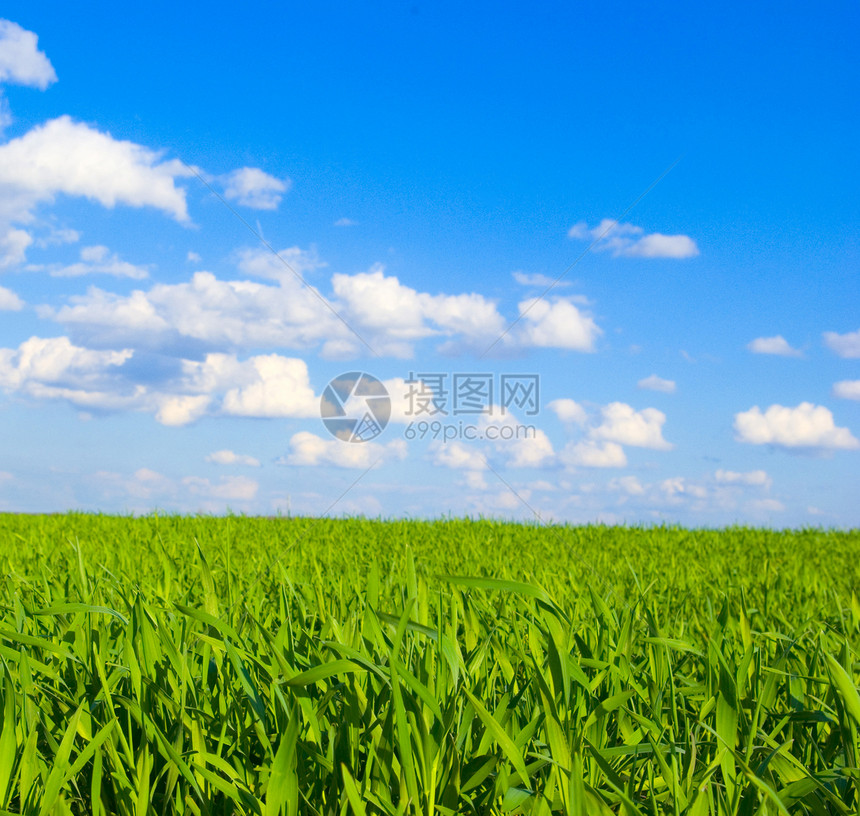 字段农业蓝色场地季节远景农村国家美丽风景草地图片