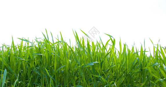 白绿色的青草草地白色场地生长背景图片