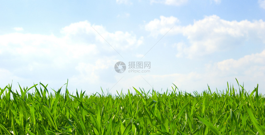 草原乡村园艺天空蓝色太阳宏观植物场景孤独生长图片