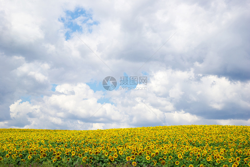 风景向日葵草地晴天天空绿色活力场景乡村植物文化图片