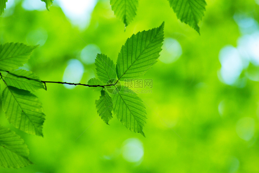 树叶森林生长树木植物图片