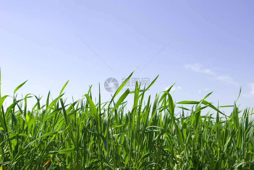 草原天空地平线场地全景农村阳光美丽天气农业草地图片