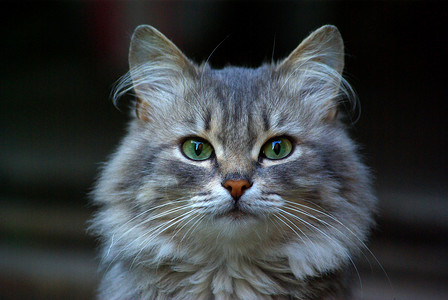 猫咪动物园眼睛宠物耳朵背景图片