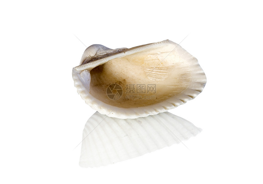 贝壳海岸温泉美丽白色软体海洋动物剪裁装饰品图片