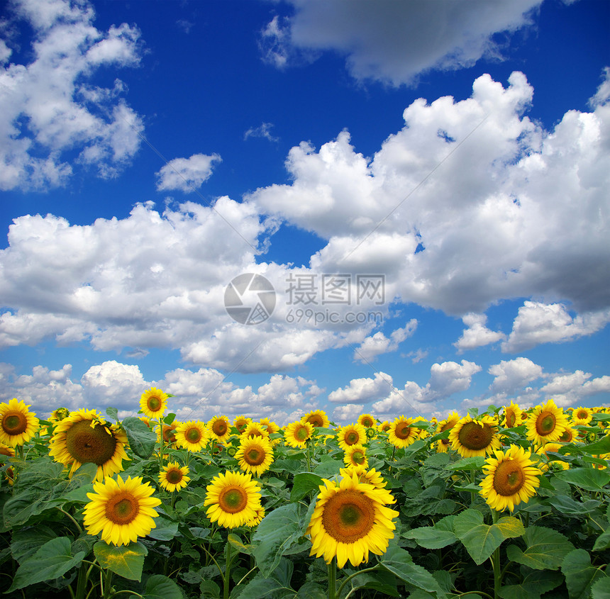 风景地球场地国家植物种植园绿色黄色活力农场蓝色图片