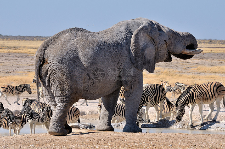 大象 纳米比亚Etosha国家公园灌木野生动物濒危树干哺乳动物动物群威胁獠牙动物大象图片