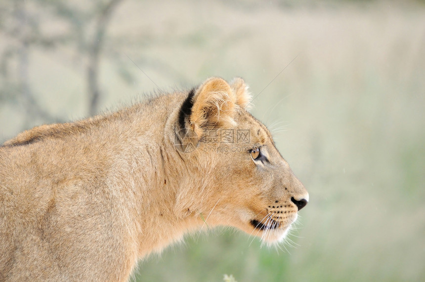 卡拉哈里的狮子幼崽国王幼兽动物群捕食者哺乳动物野生动物荒野动物沙漠图片