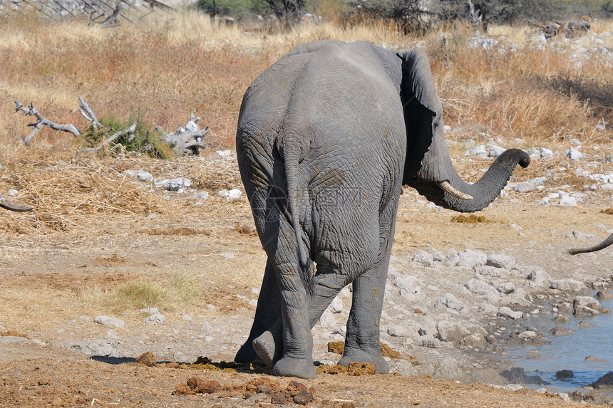 大象 纳米比亚Etosha国家公园动物群象牙濒危动物獠牙大象动作灌木树干威胁图片