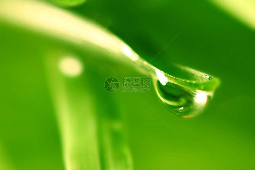 大水滴植物环境液体花园叶子草地气候背景草本植物阳光图片