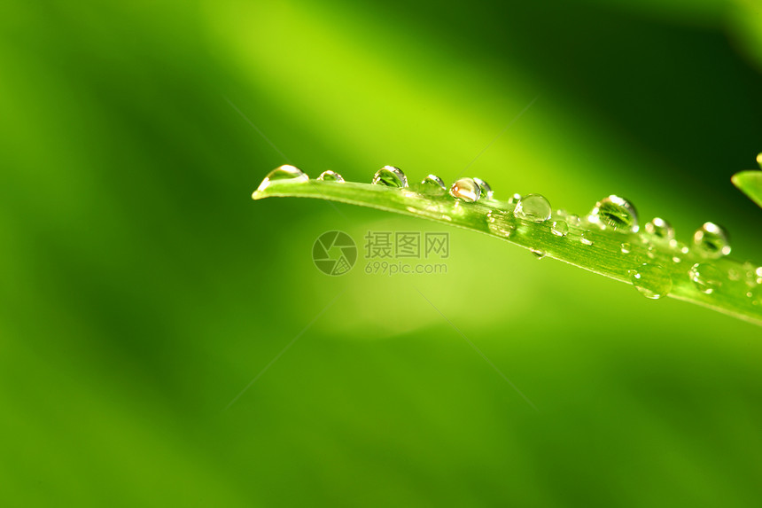 树本背景液体叶子阳光刀刃植物花园雨滴树叶环境水滴图片