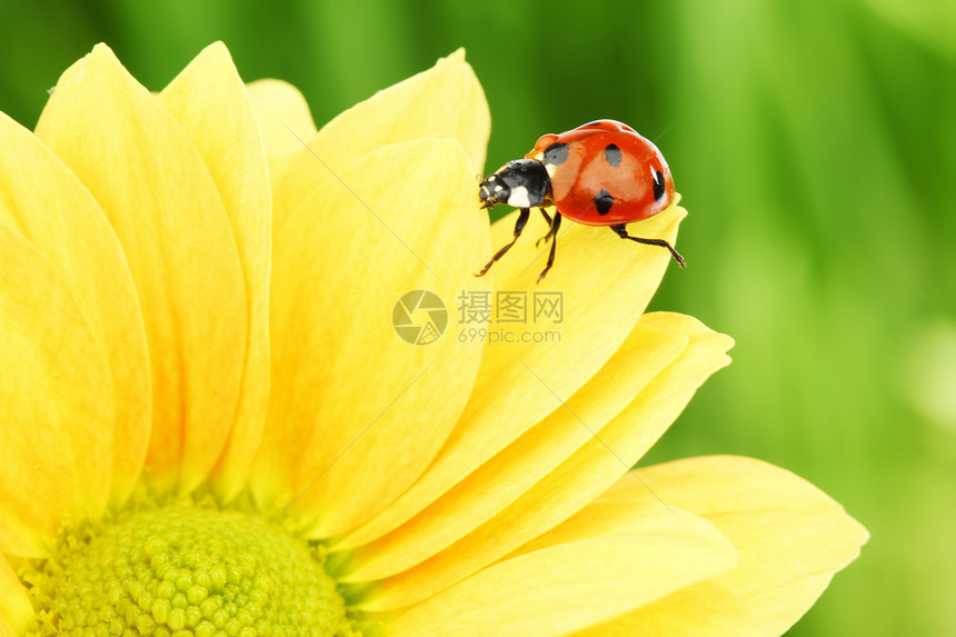 黄色花朵上的拖拉器宏观漏洞阳光生物学环境花粉昆虫植物学花园甲虫图片