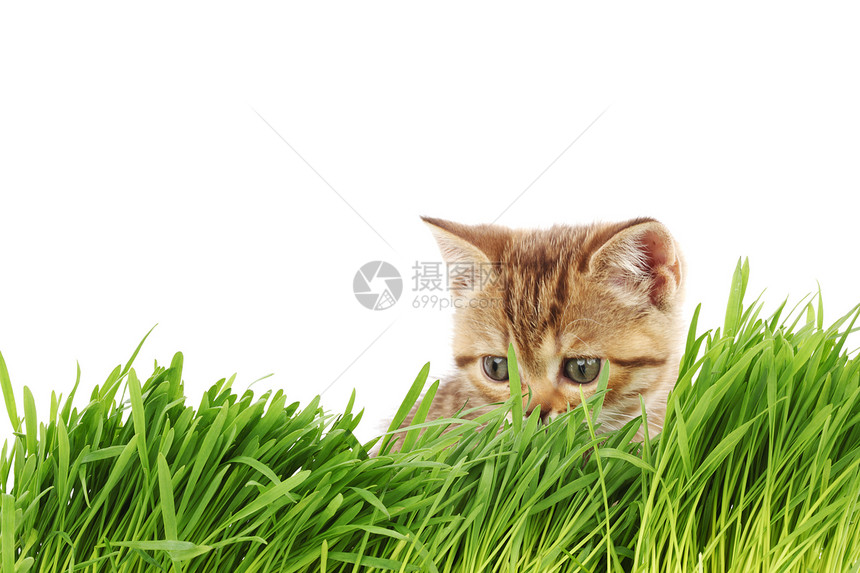 草地后面的猫花园小猫农场毛皮动物头发眼睛猫科环境生长图片