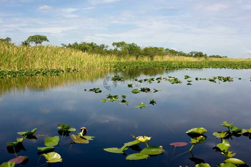 佛罗里达雪佛罗睡莲树木渣土沼泽空地芦苇野生动物风暴环境绿色图片