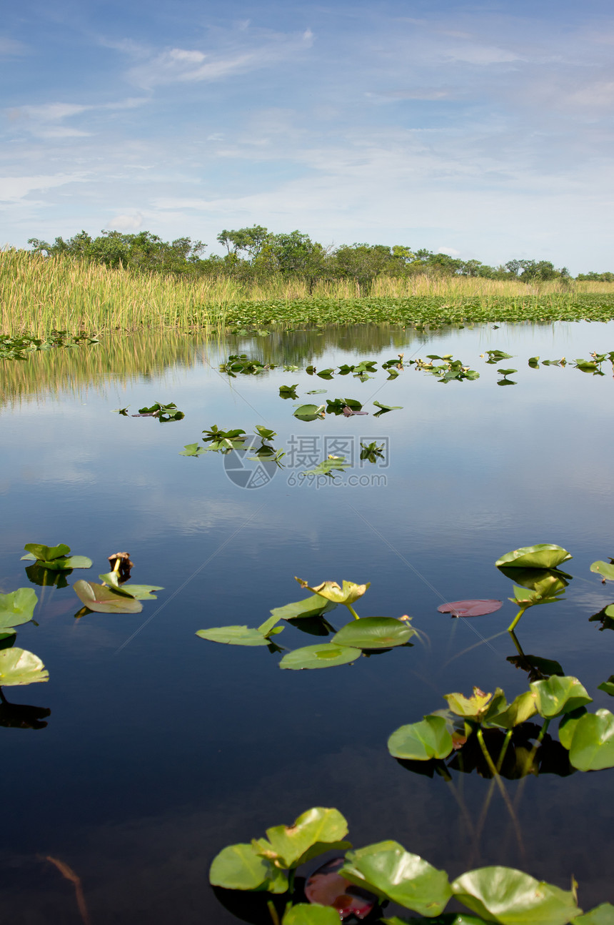 佛罗里达雪佛罗空地渣土芦苇荒野睡莲反射风景沼泽地野生动物湿地图片