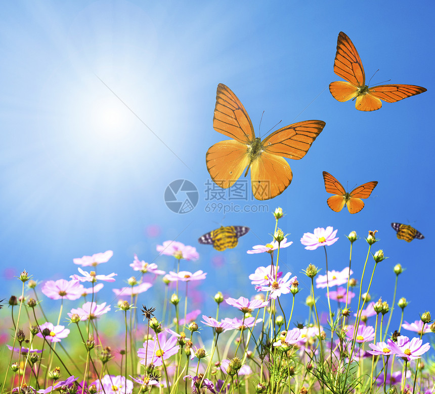在草原上盛出一连串的春花太阳场地花园远景草地天空天线飞行蝴蝶翅膀图片