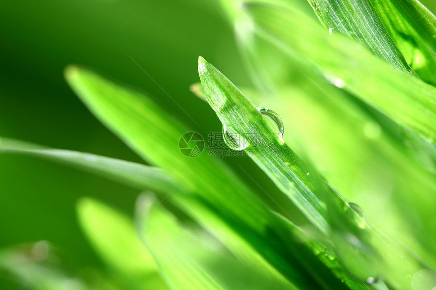 树本背景叶子草地刀刃反射花园液体气候草本植物环境宏观图片