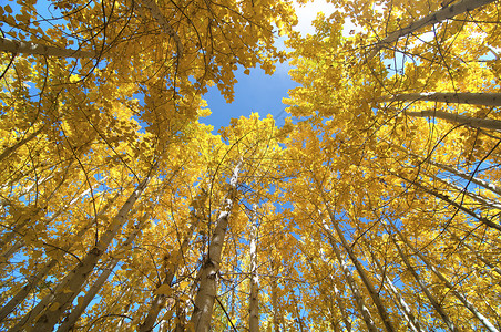 fallFall Aspen 树向上视图背景