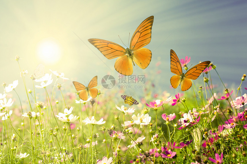 夏花日出场景太阳远景花园雏菊草地天线昆虫蓝色图片