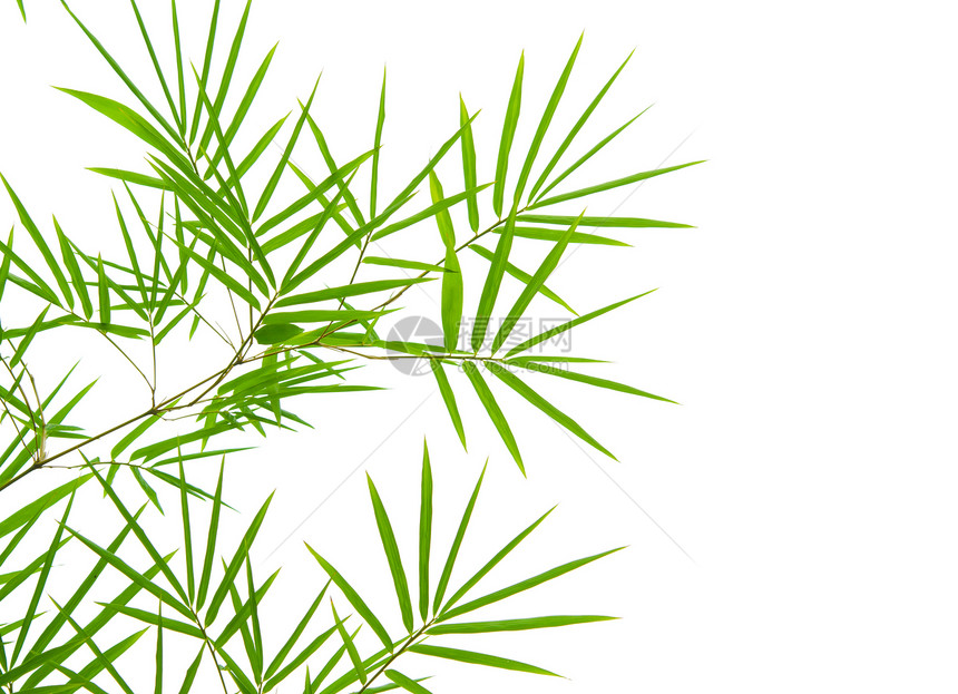 带孤立白底竹竹花园风水环境植物叶子竹子边界生活运气热带图片