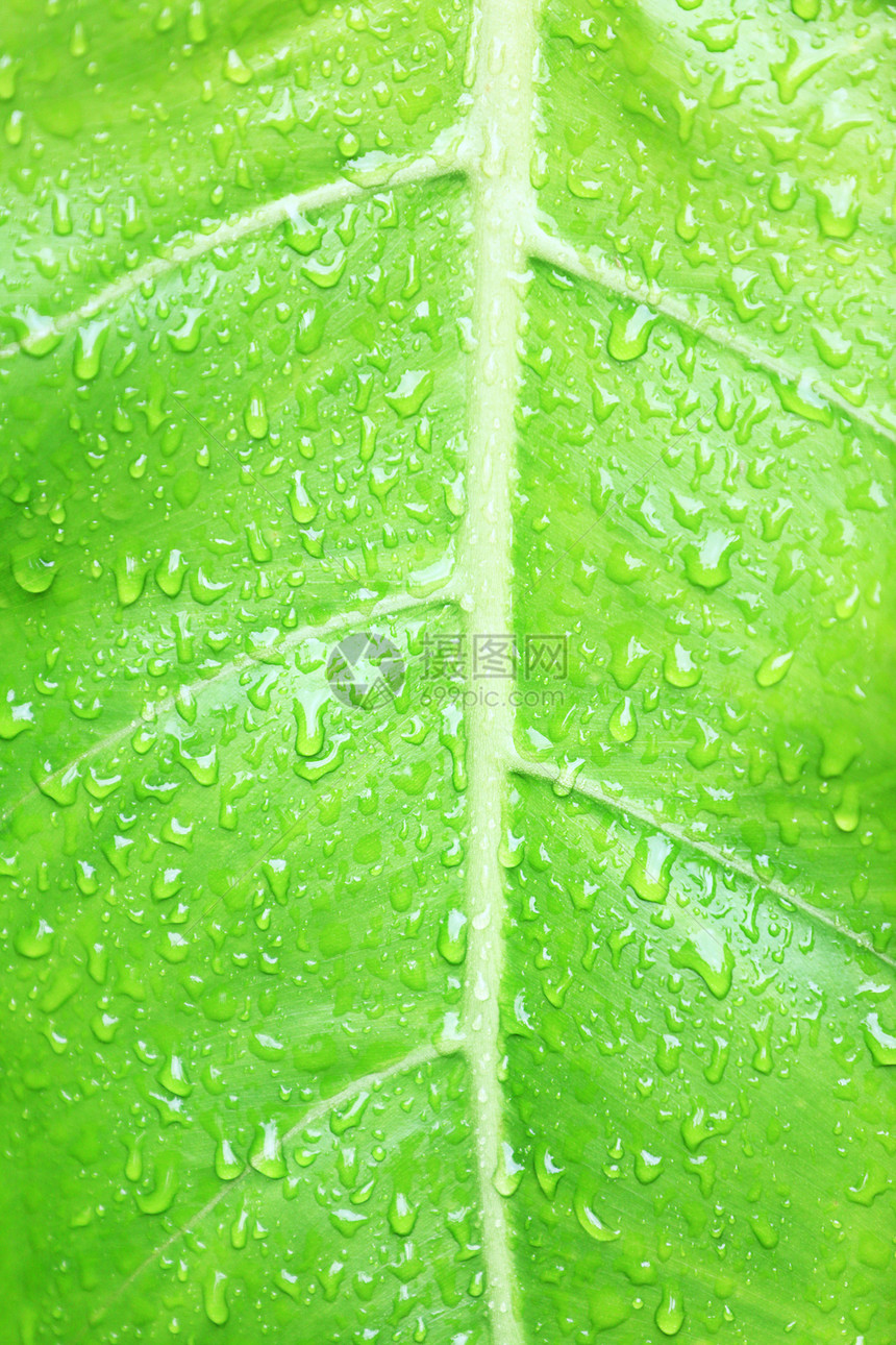 绿叶纹理背景宏观飞沫森林墙纸园艺花园季节雨滴生物植物群图片