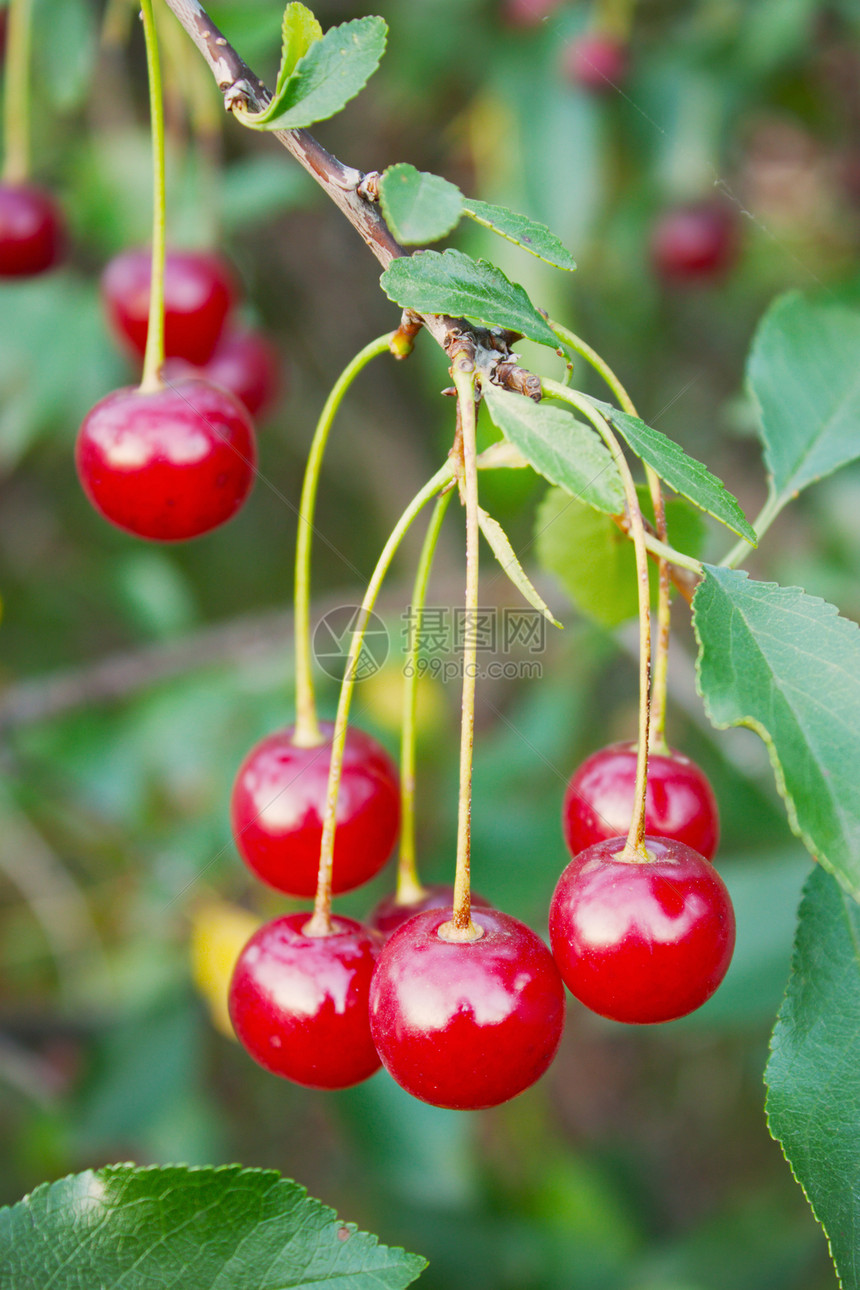 红樱桃在树枝上季节衬套摄影食品园艺水果浆果枝条食物花园图片