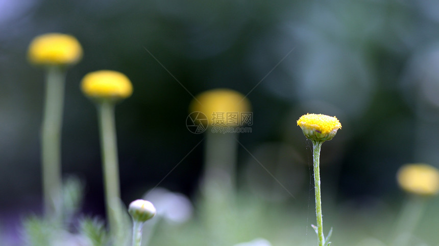 谢米米尔阳光生长草地植物群花瓣洋甘菊环境辉光花园雏菊图片