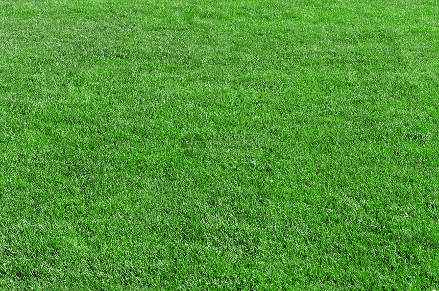 美丽的绿绿草场地草本植物网球草地高尔夫球土地绿色环境花园运动图片