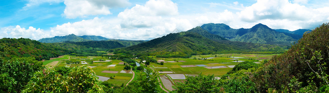 Kauai夏威夷的Taro Fields背景图片