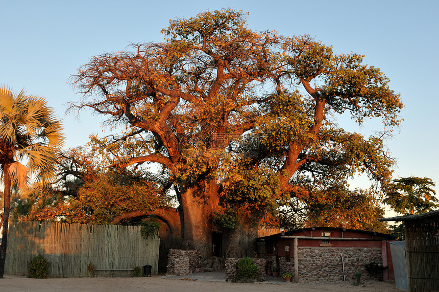 纳米比亚的树日出树叶教堂教会图片
