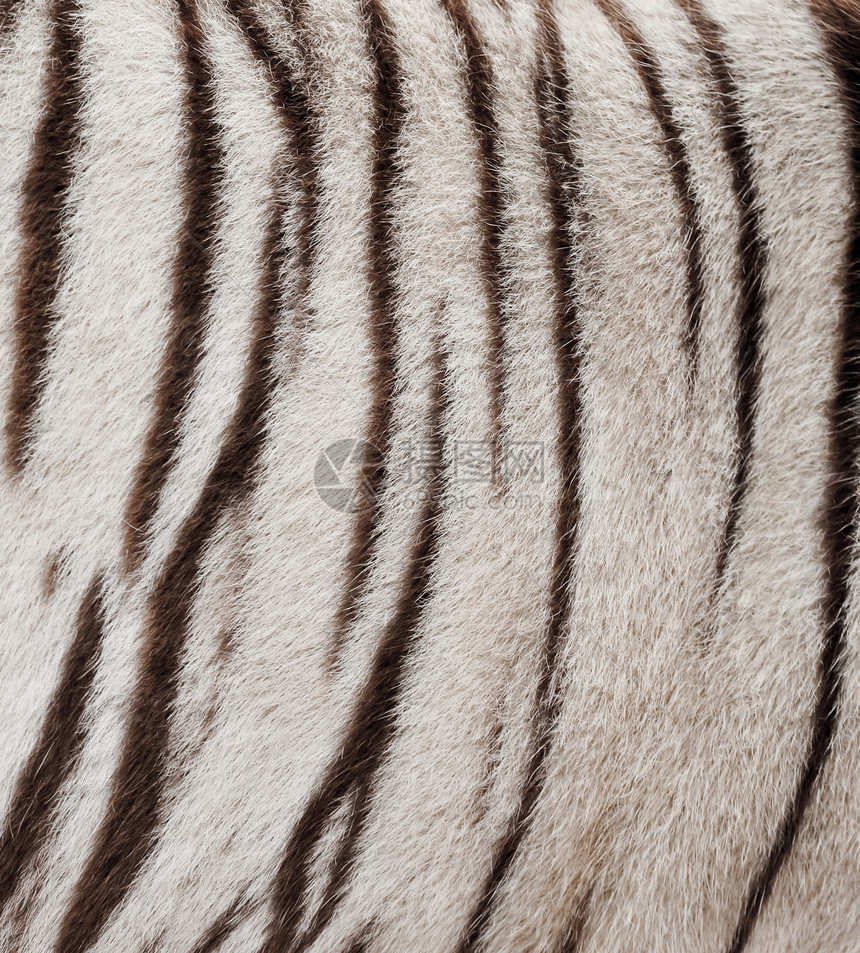 白孟加拉虎皮野生动物小地毯黑色皮肤老虎头发条纹豹属风格白色图片