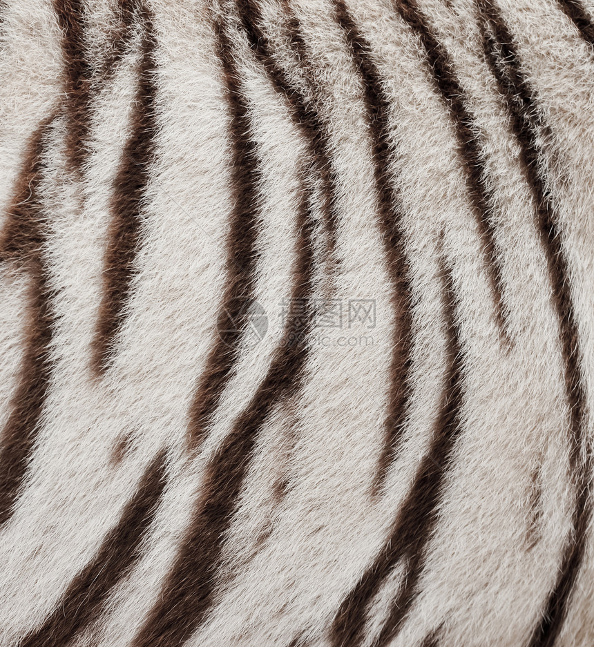 白孟加拉虎皮毛皮皮革墙纸豹属兽毛条纹小地毯风格荒野老虎图片