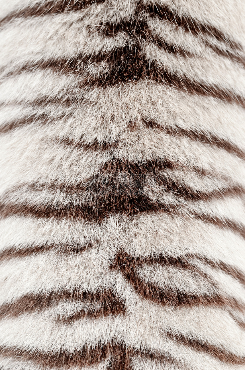 白孟加拉虎皮兽毛老虎野生动物毛皮头发小地毯黑色风格皮革荒野图片