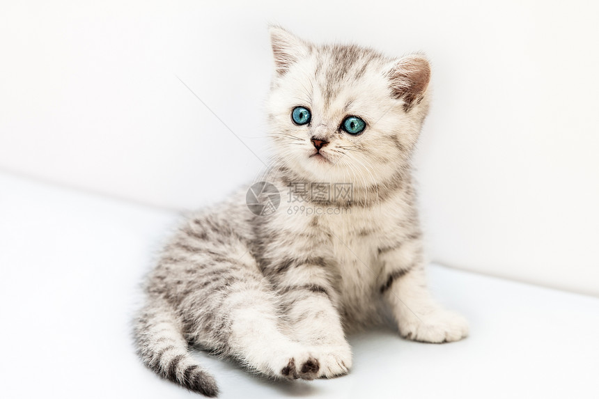 小小英国家的银袋猫鼻子宠物哺乳动物短发柔软度小猫地面毛皮动物虎斑图片